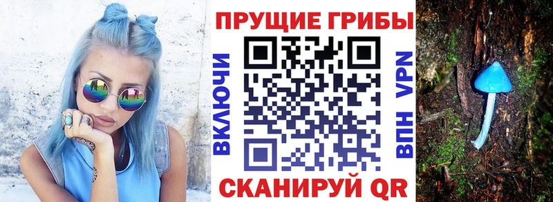 где купить   Иркутск  блэк спрут как зайти  Псилоцибиновые грибы Psilocybe 